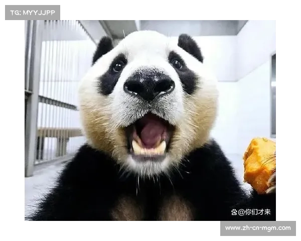 在熊猫故乡成都市书写更多美好故事的梦想旅程 在熊猫故乡成都市书写更多美好故事的梦想旅程
